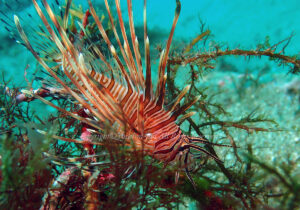 「ハナミノカサゴ」　よしみさん