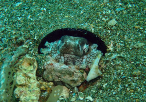 「メジロダコ」　よしみさん