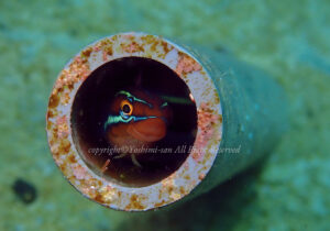 「ミナミギンポ」　よしみさん