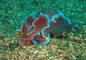 「ミスガイ」　よしみさん