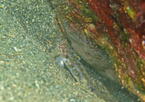 「セホシサンカクハゼ」　かげやまさん