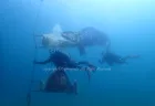 水中こいのぼり