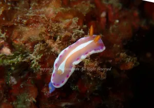 「アラリウミウシ」 よしみさん 「アラリウミウシ」 よしみさん