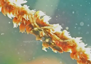 「イボイソバナガニ」 かげやまさん 「イボイソバナガニ」 かげやまさん