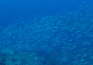 「イサキ」 よしみさん 「イサキ」 よしみさん