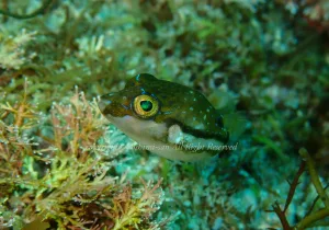 「キタマクラ」 よしみさん 「キタマクラ」 よしみさん