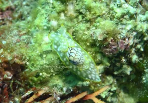 「コンシボリガイ」 かげやまさん 「コンシボリガイ」 かげやまさん