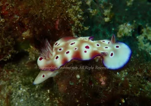 「マダライロウミウシ」 よしみさん 「マダライロウミウシ」 よしみさん