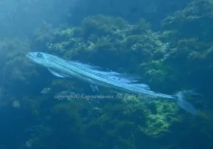 「ミズウオ」 かげやまさん 「ミズウオ」 かげやまさん