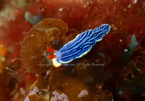 「サメジマオトメウミウシ」 よしみさん 「サメジマオトメウミウシ」 よしみさん