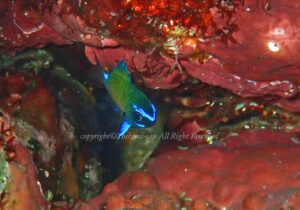 「アマミスズメダイ」 よしみさん 「アマミスズメダイ」 よしみさん