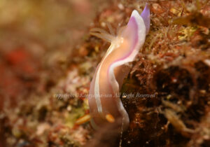 「アラリウミウシ」 かげやまさん 「アラリウミウシ」 かげやまさん