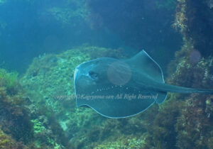 「ホシエイ」 かげやまさん 「ホシエイ」 かげやまさん