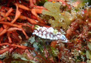 「キカモヨウウミウシ」 よしみさん 「キカモヨウウミウシ」 よしみさん