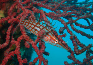 「クダゴンベ」 よしみさん 「クダゴンベ」 よしみさん