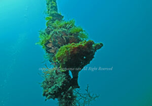 「オオモンカエルアンコウ」 かげやまさん 「オオモンカエルアンコウ」 かげやまさん