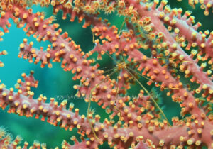 「オルトマンワラエビ」 かげやまさん 「オルトマンワラエビ」 かげやまさん