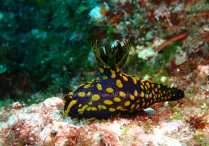 「サガミリュウグウウミウシ」 よしみさん 「サガミリュウグウウミウシ」 よしみさん