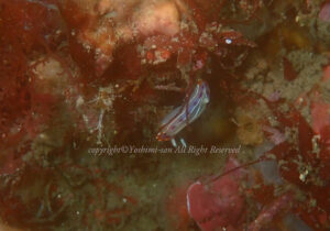 「セトイロウミウシ」 よしみさん 「セトイロウミウシ」 よしみさん