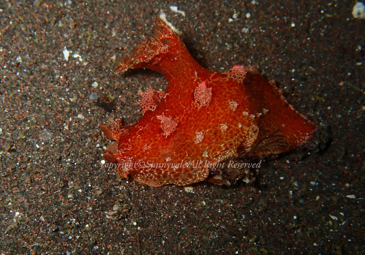 ベッコウヒカリウミウシ