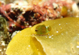 「サクラダンゴウオ」　れおさん