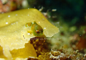 「サクラダンゴウオ」　れおさん