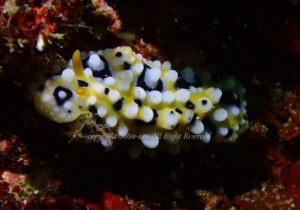 「キイボウミウシ」　れおさん