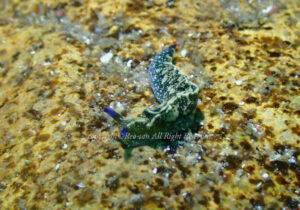 「アズキウミウシ」　れおさん