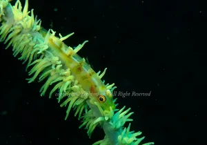 「ガラスハゼ」　よしみさん