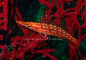 「クダゴンベ」　よしみさん