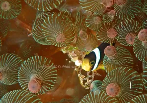 「クマノミ」　よしみさん