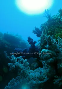 「三木浦」　よしみさん