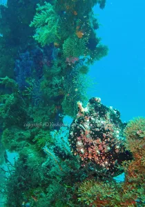 「オオモンカエルアンコウ」　よしみさん