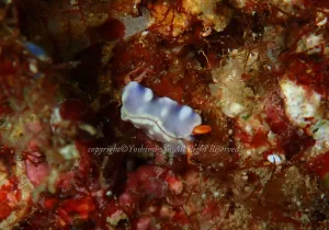 「スィートジェリーミドリガイ」　よしみさん