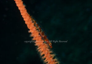 「ガラスハゼ」　なつみさん