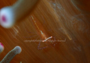 「アオリイカ」　よしみさん