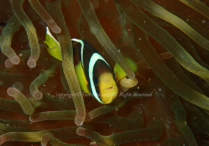 「クマノミ」　よしみさん