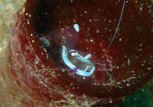 「オドリカクレエビ」　よしみさん