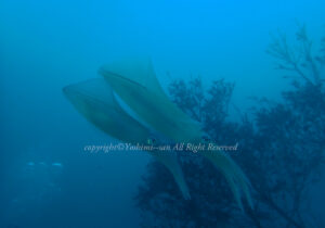 「アオリイカイ」　よしみさん