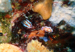 「アラリウミウシ」　よしみさん