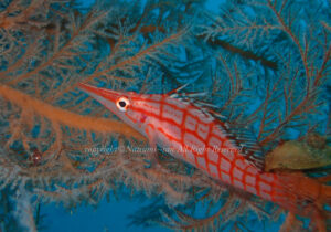 「クダゴンベ」　なつみさん