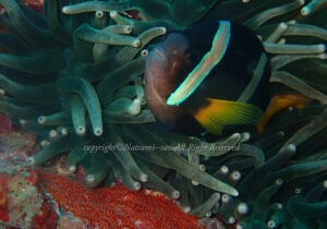 「クマノミ」　なつみさん