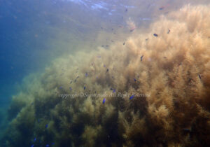 「ホンダワラ」　なつみさん