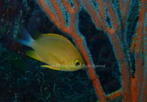 「コガネスズメダイ」　なつみさん