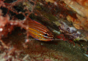 「スジオテンジクダイ」　なつみさん