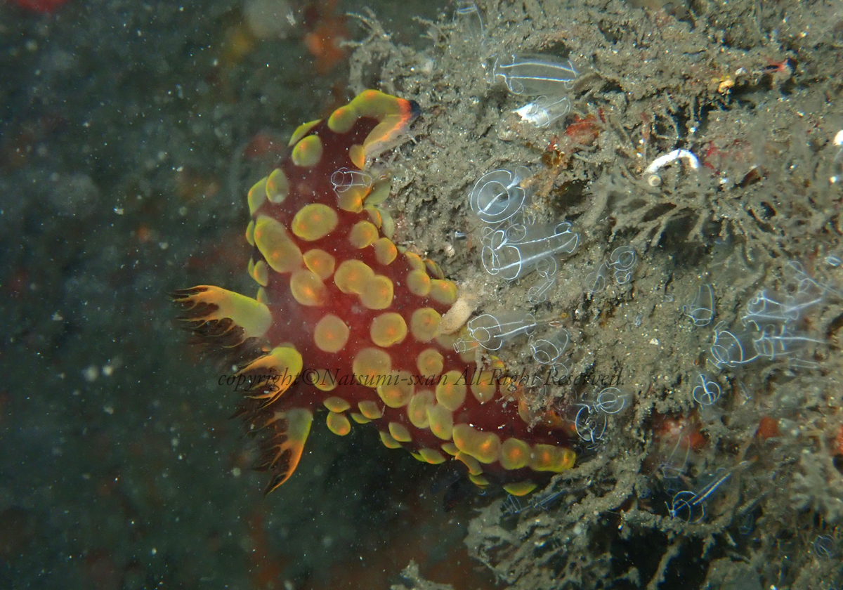 クロスジリュウグウウミウシsp