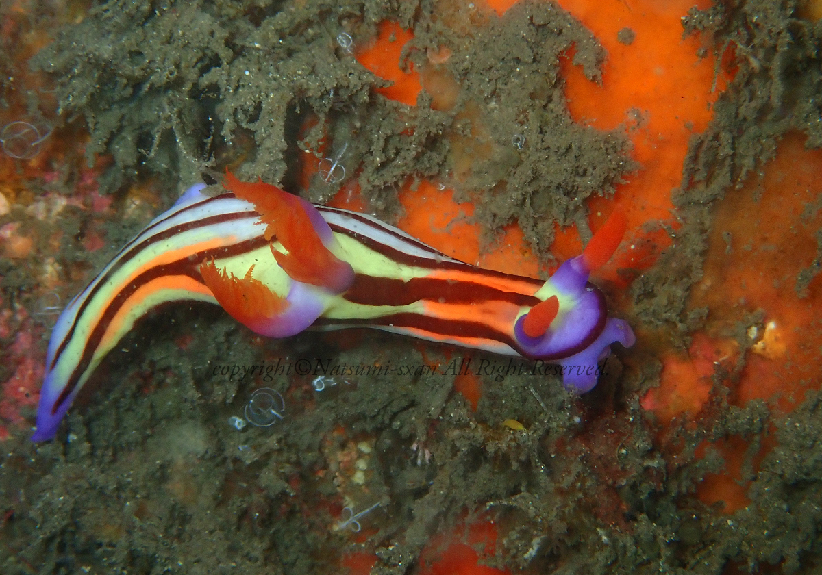 セトリュウグウウミウシ