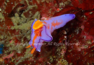 「ニシキウミウシ」　えーさん