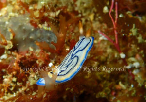 「リュウモンイロウミウシ」　えーさん