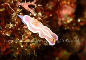 「シロタスキウミウシ」　たかはしさん